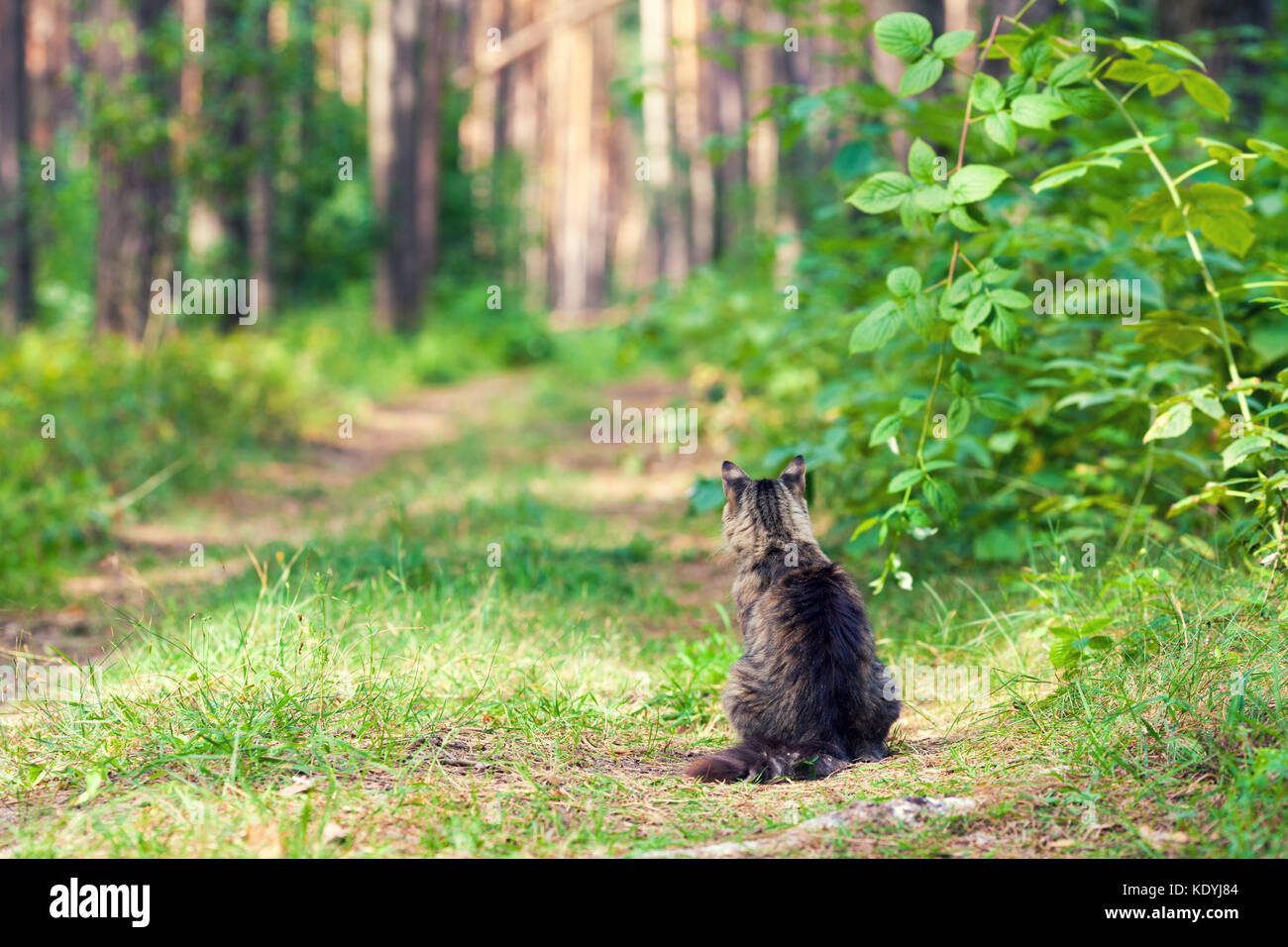 A cat sits on a path in the forest with its back to the camera Stock ...