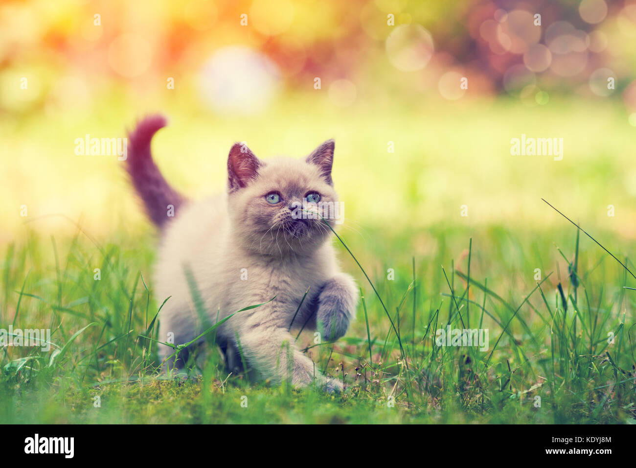 Cute little Siamese kitten walking on the grass Stock Photo - Alamy