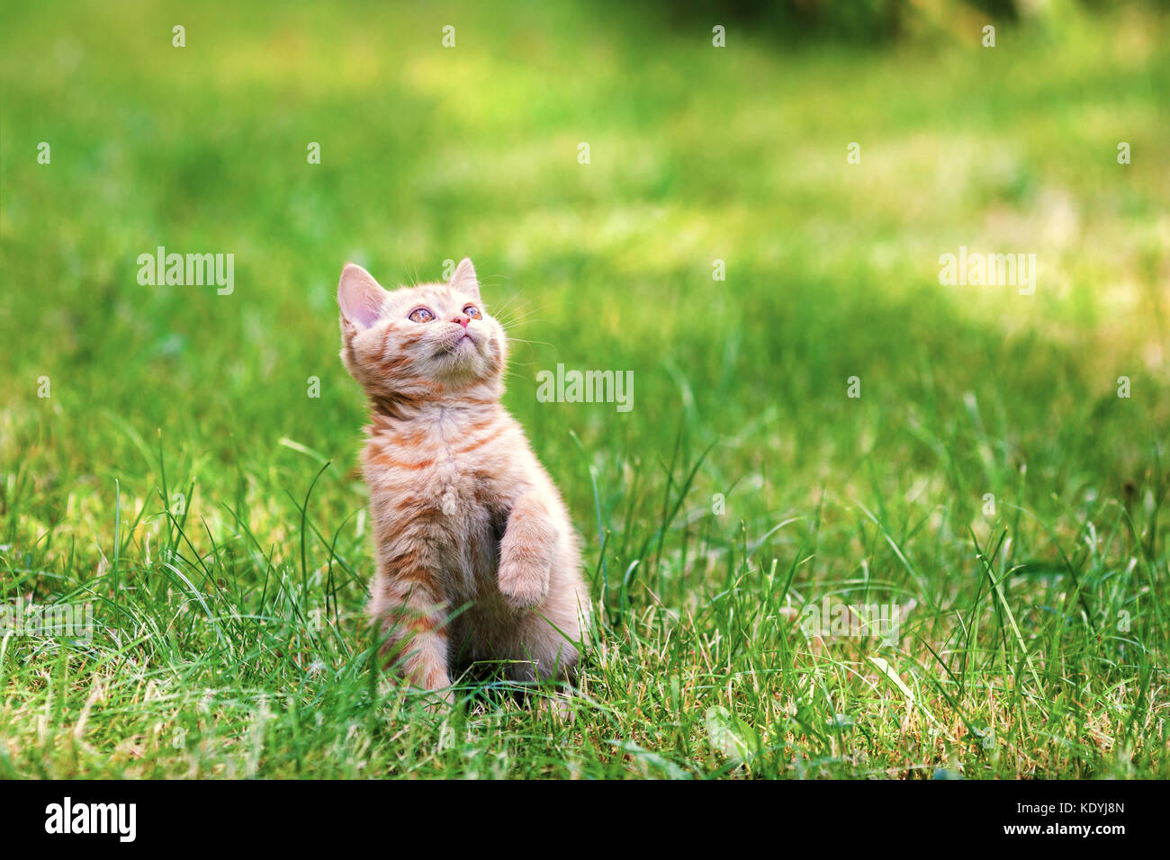 Cute little red kitten sits on the grass Stock Photo - Alamy