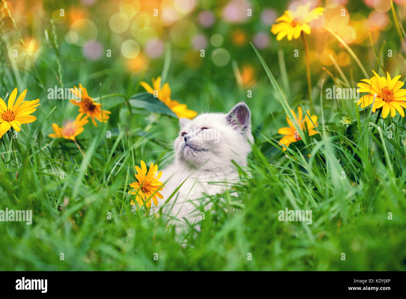 Cute little kitten walking on the floral lawn Stock Photo - Alamy