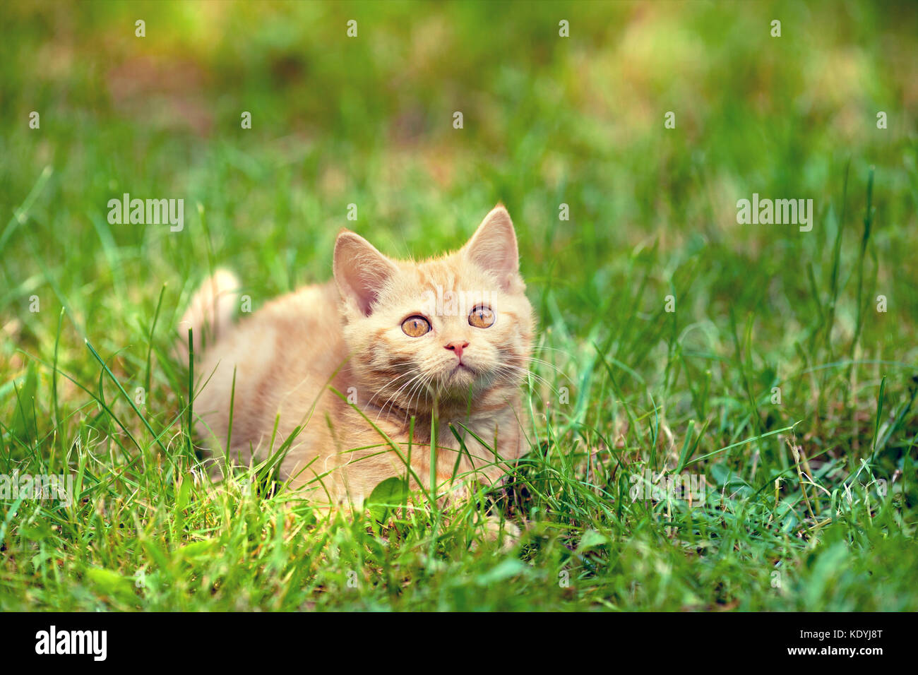 Cute little red kitten lies on the grass Stock Photo - Alamy