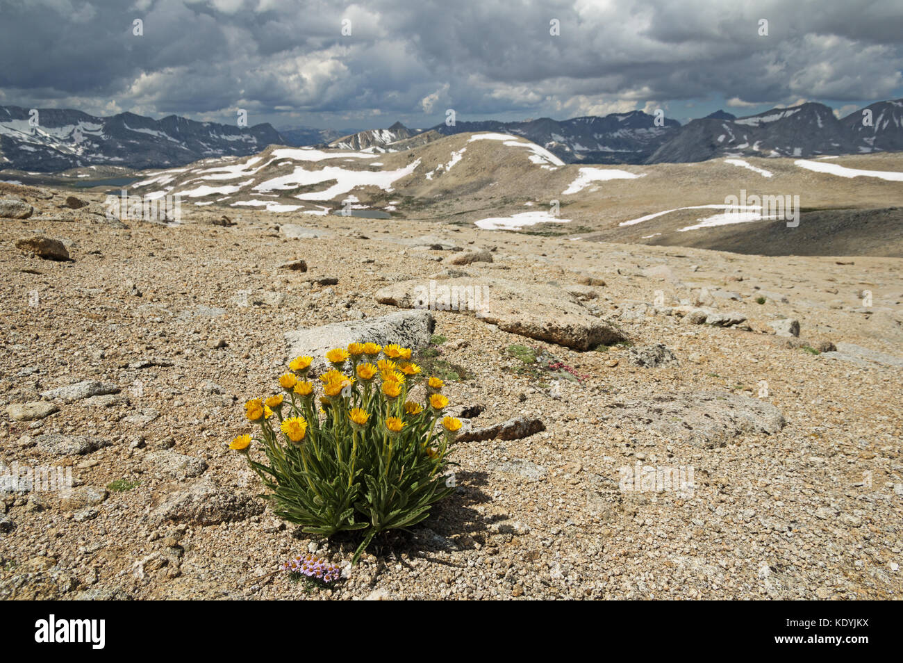 alpine gold yellow wildflower growing on a barren slope above Humphreys Basin in the Sierra Nevada Mountains of California Stock Photo