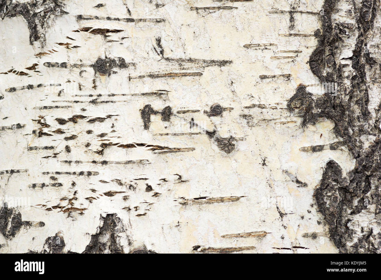 photo of aspen tree bark background texture Stock Photo