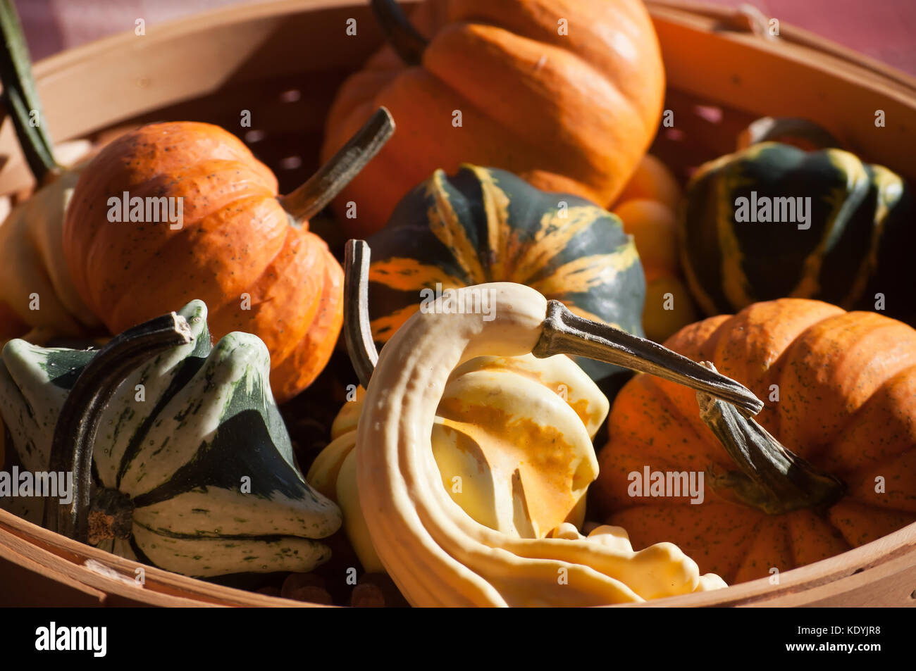 Fall vegetables, pumpkins, squash and gourds in a basket in the fall sunlight Stock Photo
