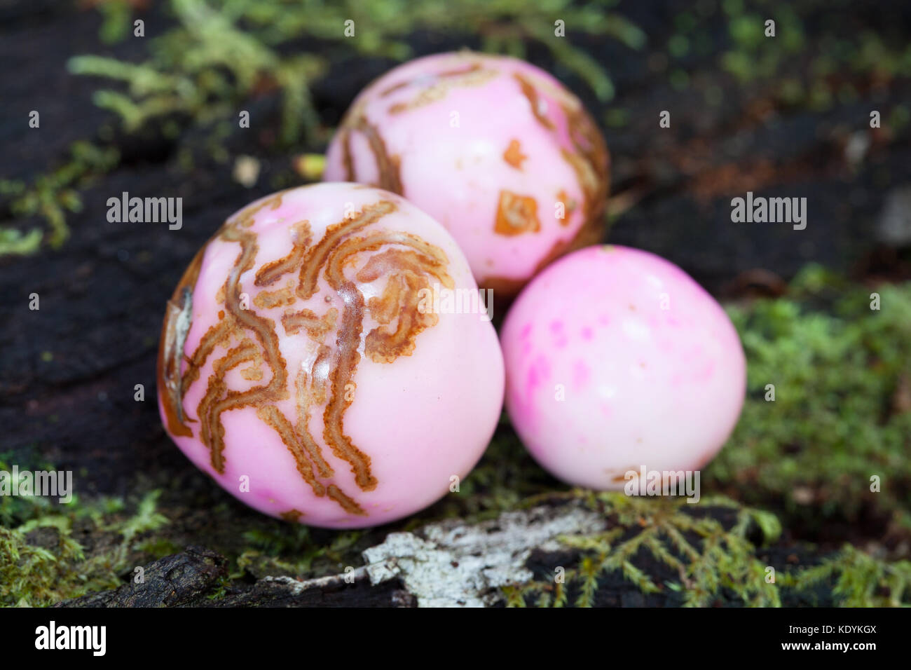 Porcelain Fruit (Fagraea cambagei). Cow Bay. Daintree National Park. Queensland. Australia. Stock Photo