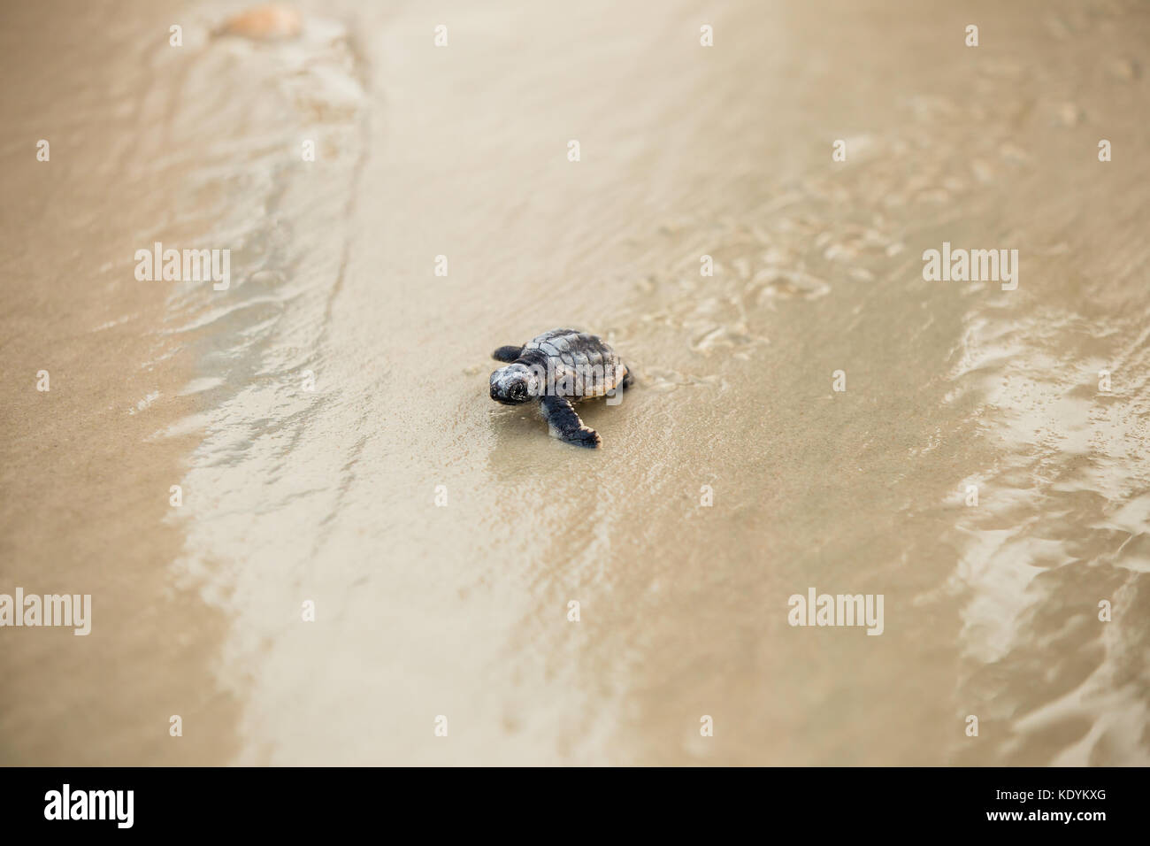Baby Sea Turtle Release Stock Photo Alamy