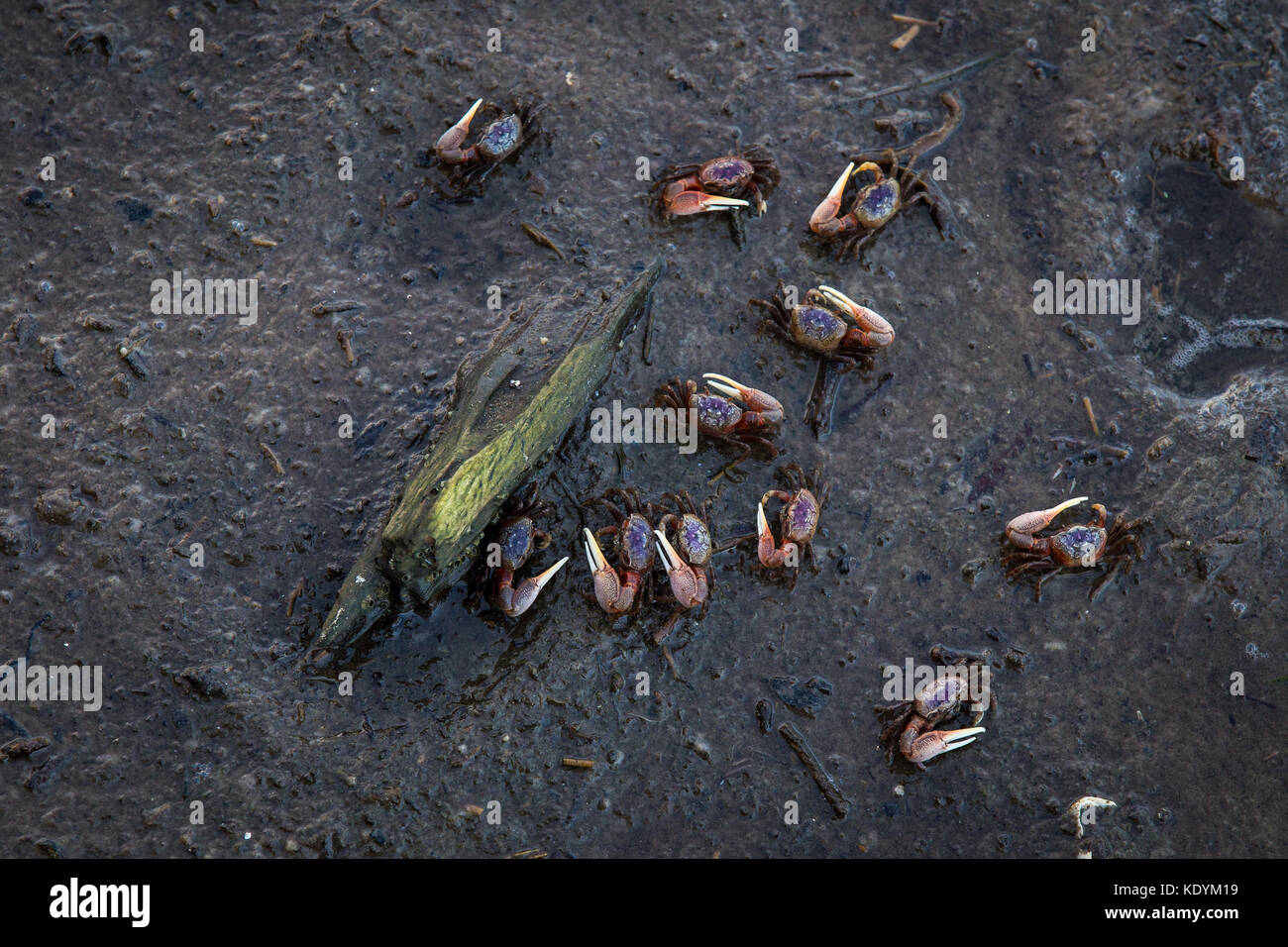 Fiddler Crabs Stock Photo