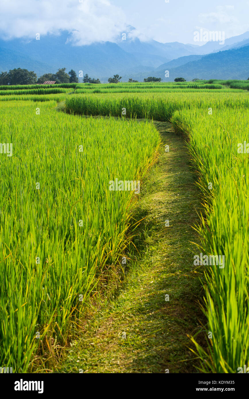 Rice Field way on green field background in Nan, Thailand Stock Photo -  Alamy