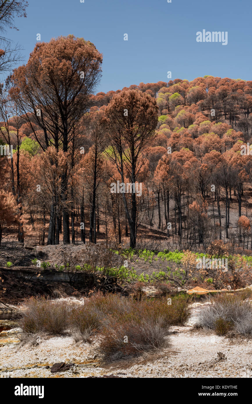 Burned pines after a forest fire, Rio Tinto area, Rio Tinto mines, Huelva, Andalusia,Spain Stock Photo