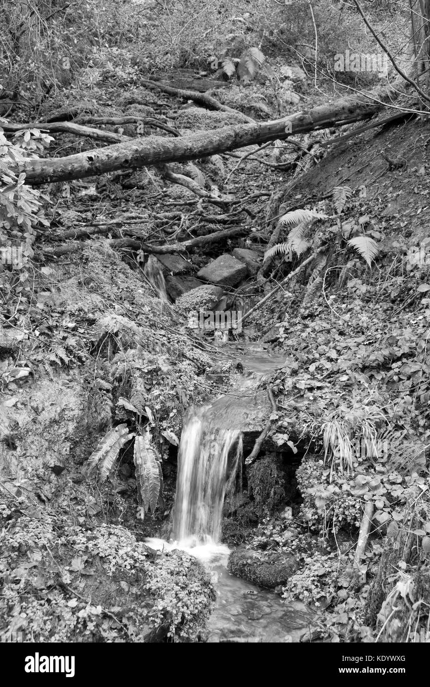 Sheffield, UK - Jan 2015: Tinker Brook passes through the ancient woodland of Glen Howe park on 18 Jan 2015 near Wharncliffe Side Stock Photo