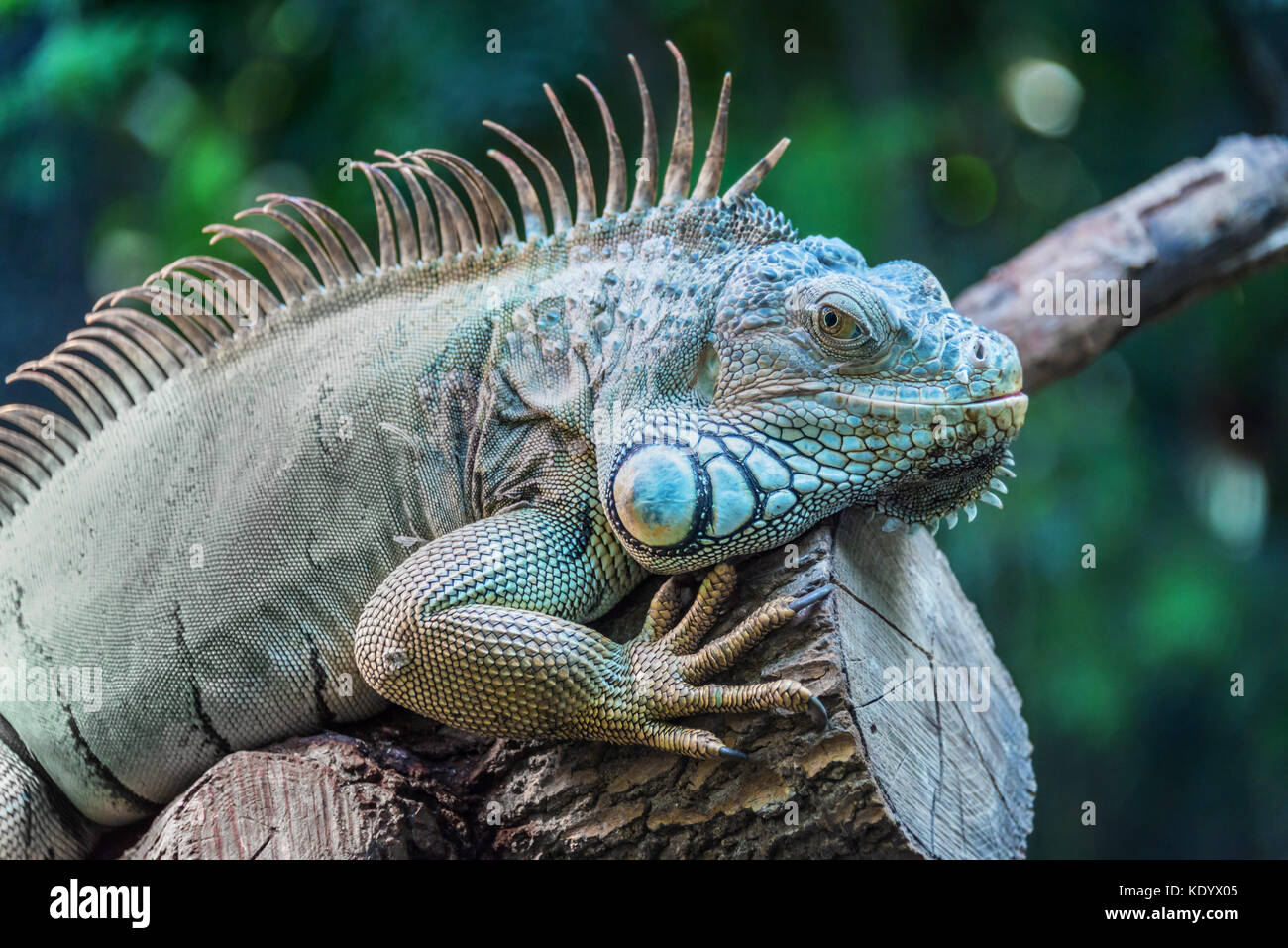 Close up portrait of an iguana looking at the camera Stock Photo
