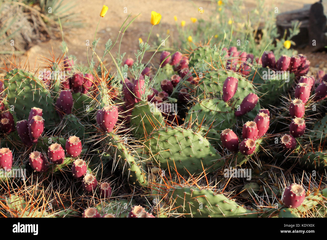 Prickly pear cactus (opuntia) сlose-up. Stock Photo