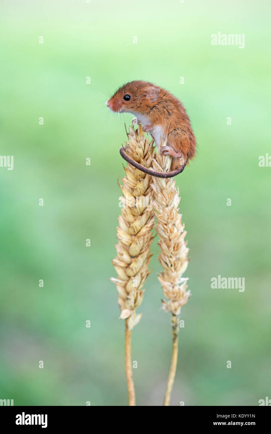 Harvest mouse on corn hi-res stock photography and images - Alamy Harvest mouse on corn hi-res stock photography and images - Alamy