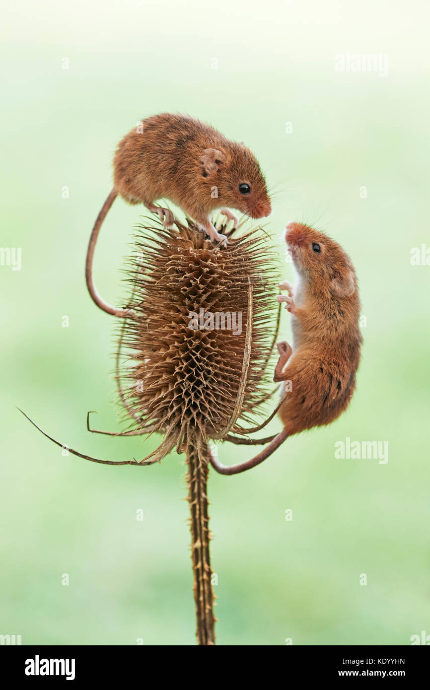 Harvest mice (Micromys minutus) UK on teasel Stock Photo