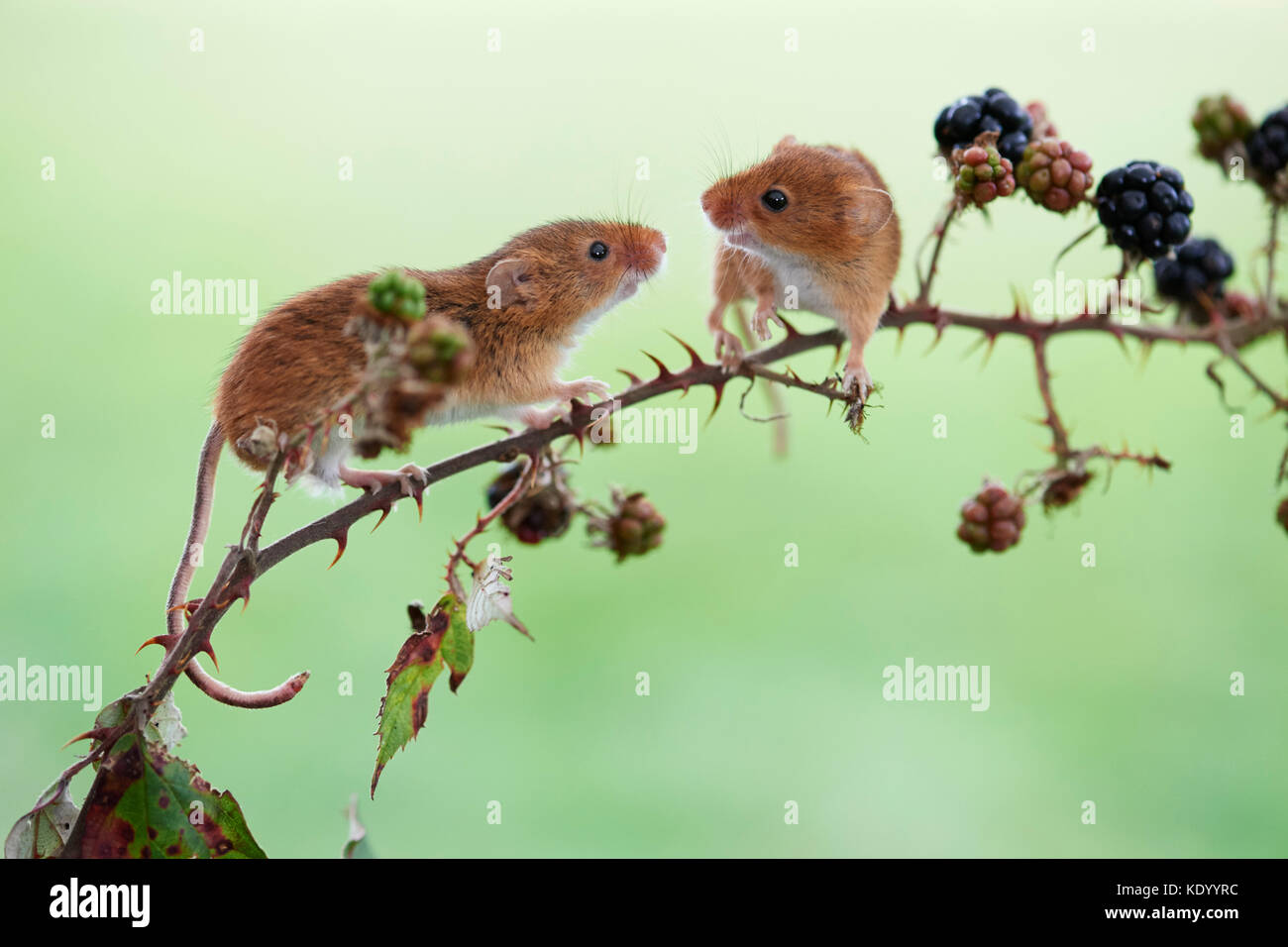 Harvest mice (Micromys minutus) UK on blackberries Stock Photo