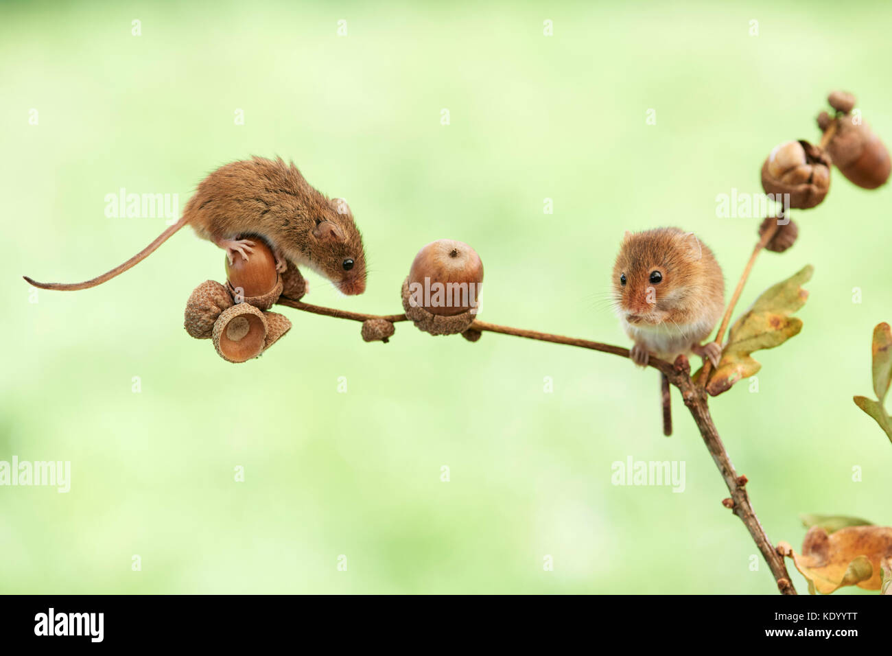 Harvest Mice (Micromys minutus) UK on Oak branch Stock Photo