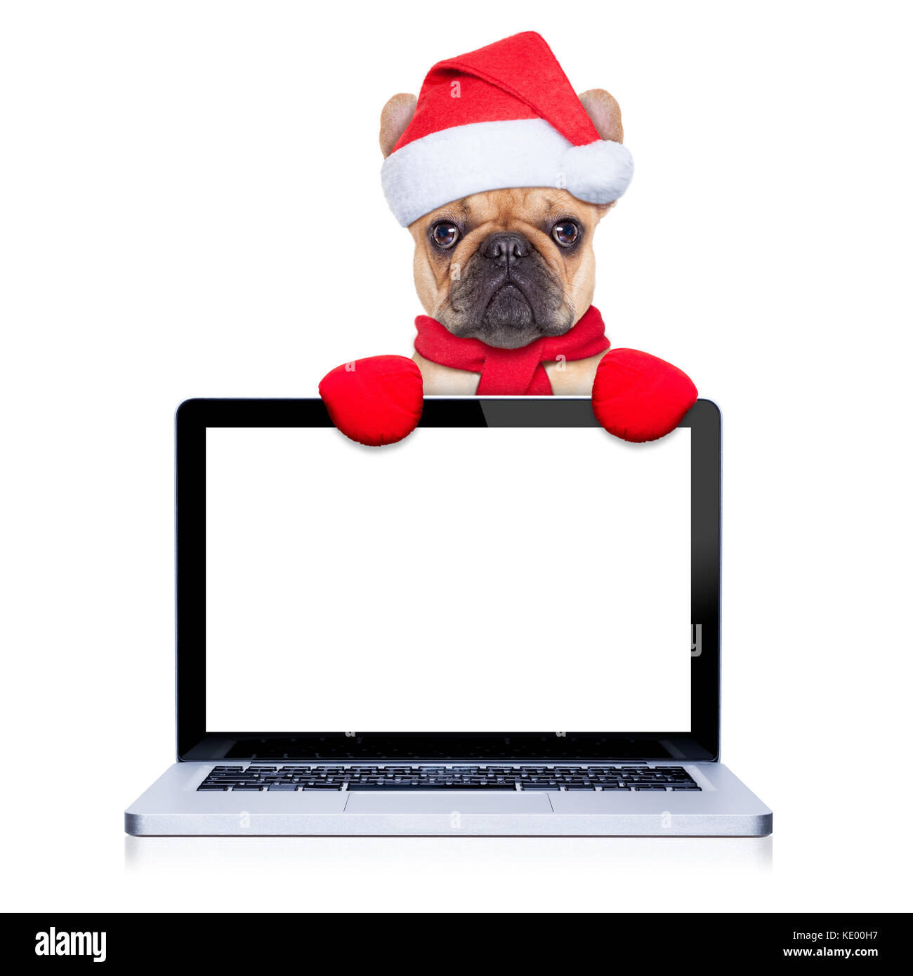 Isolated on White Background KwikMedia Poster of Fawn French Bulldog Dog Behind a Laptop pc Computer Screen