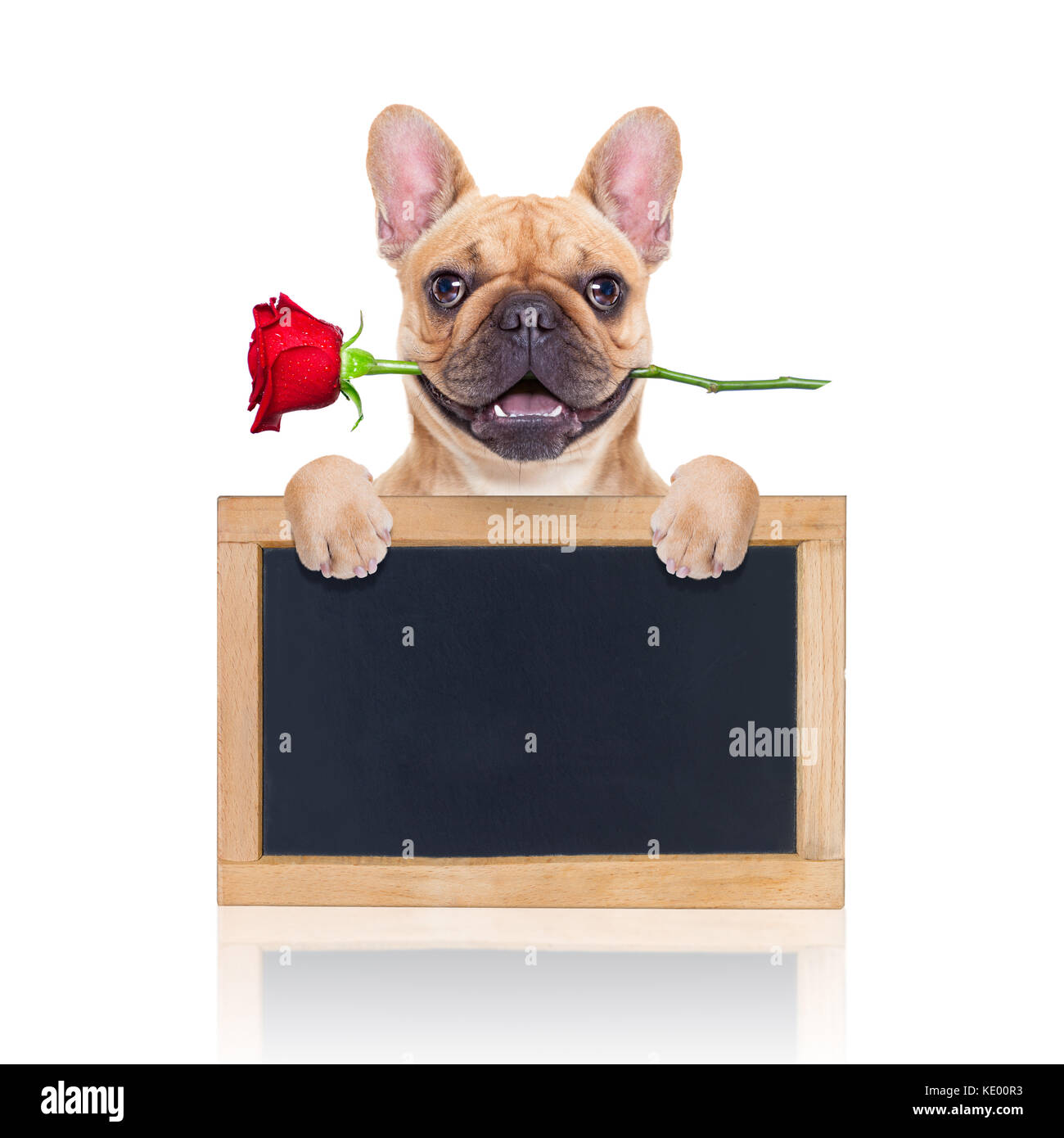 valentines dog in love with you , with a red rose in mouth , isolated ...