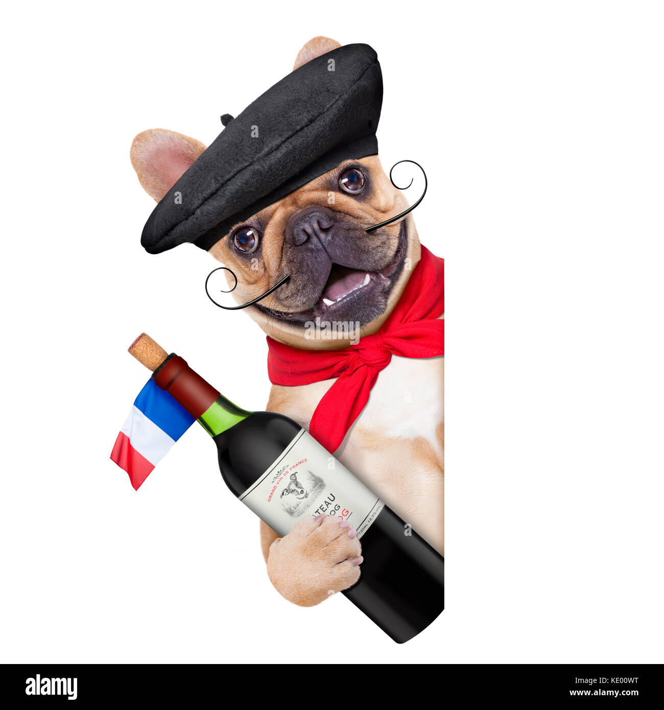 french bulldog with  french  beret hat, isolated on white background, behind white and blank banner  or placard, holding a bottle of red wine Stock Photo