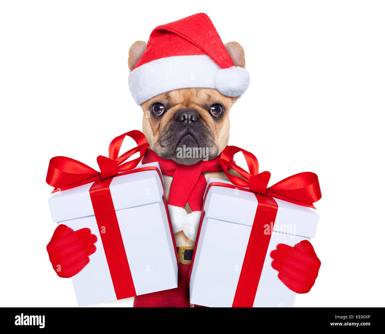 Pug wearing santa hat hi-res stock photography and images - Alamy