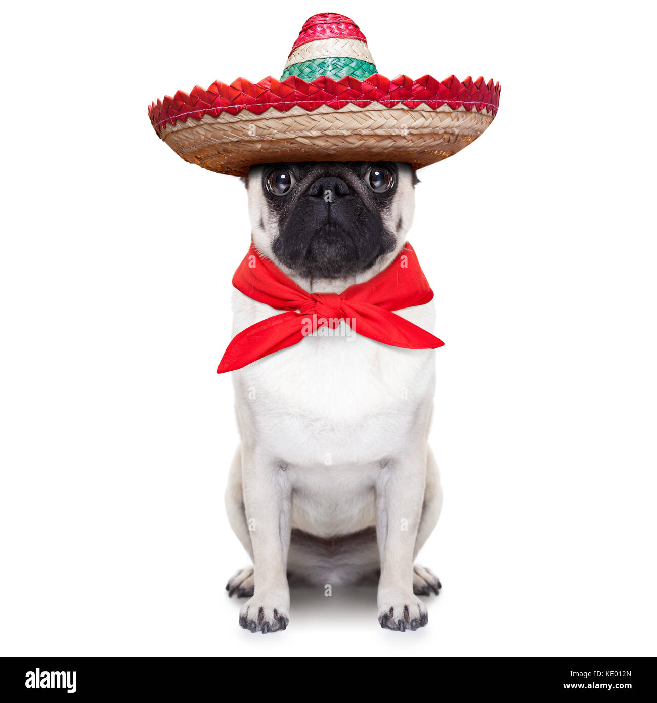 mexican dog with big sombrero hat and red tie Stock Photo - Alamy