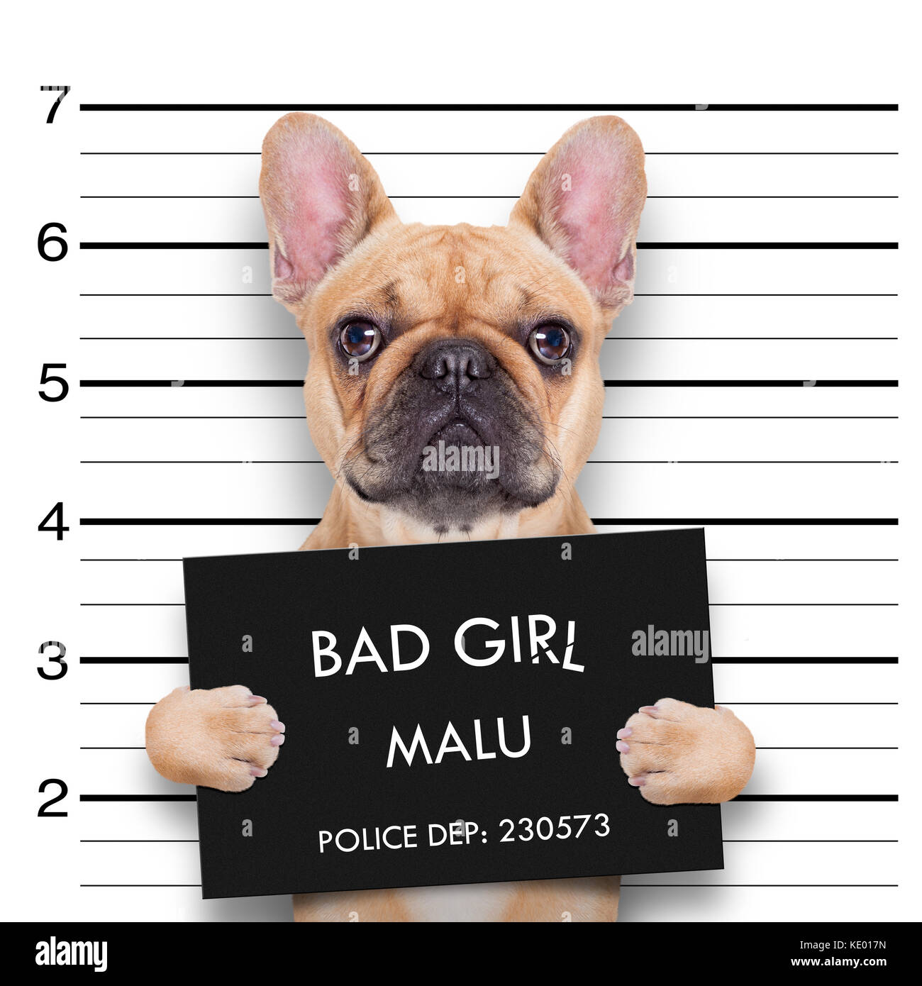 criminal  bulldog , at the police station , mugshot photo Stock Photo