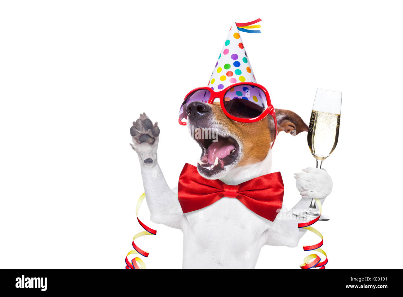 jack russell dog celebrating new years eve with champagne and singing