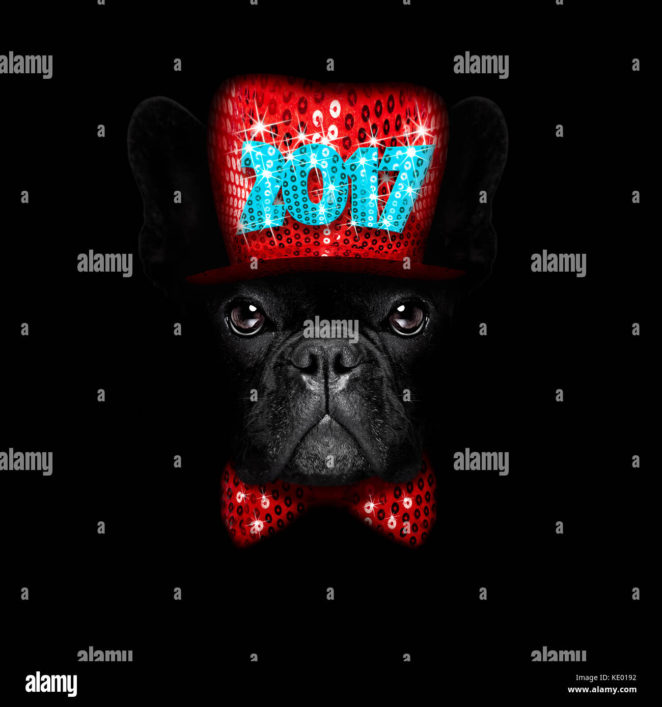 french bulldog  dog  dressed with  new years eve  hat for christmas holidays isolated on black dark dramatic background Stock Photo