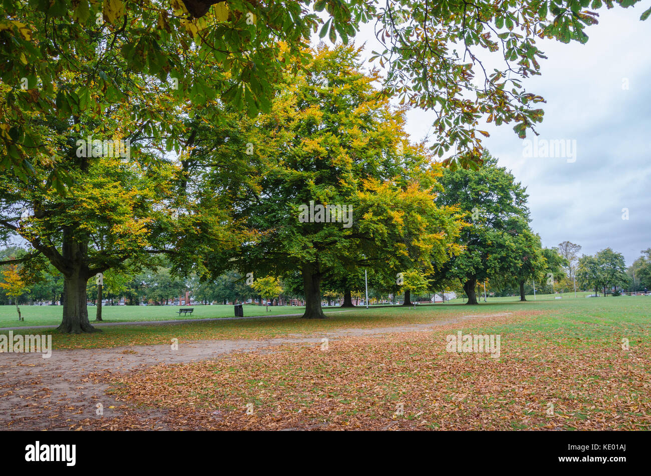 Autumn leaves and gold tree trees in the park hires stock photography