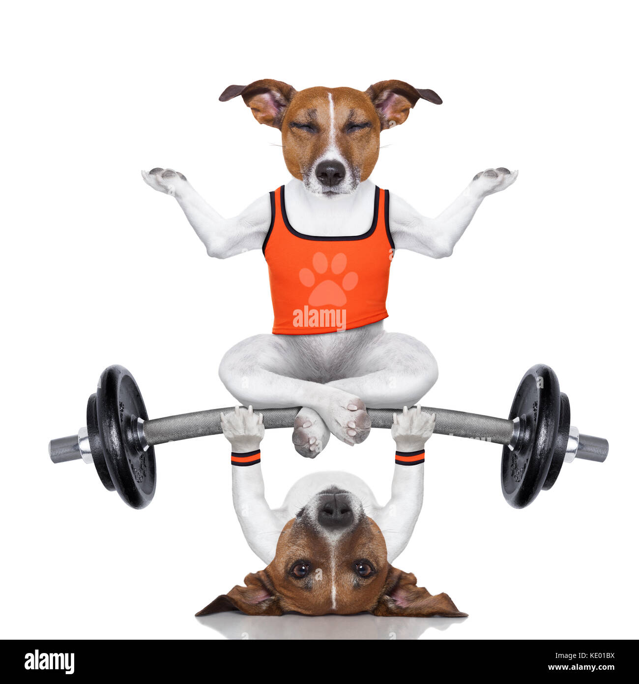 Dog, exercise, exercise equipment, gym, pet, weight, weights icon