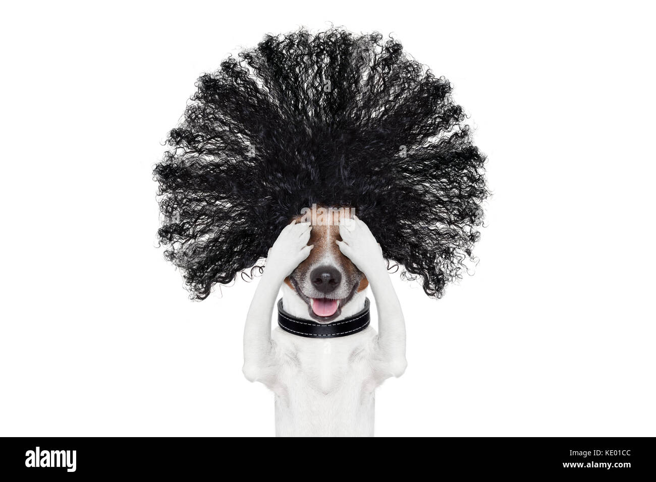 bad hair day dog ready to look beautiful at the wellness spa salon