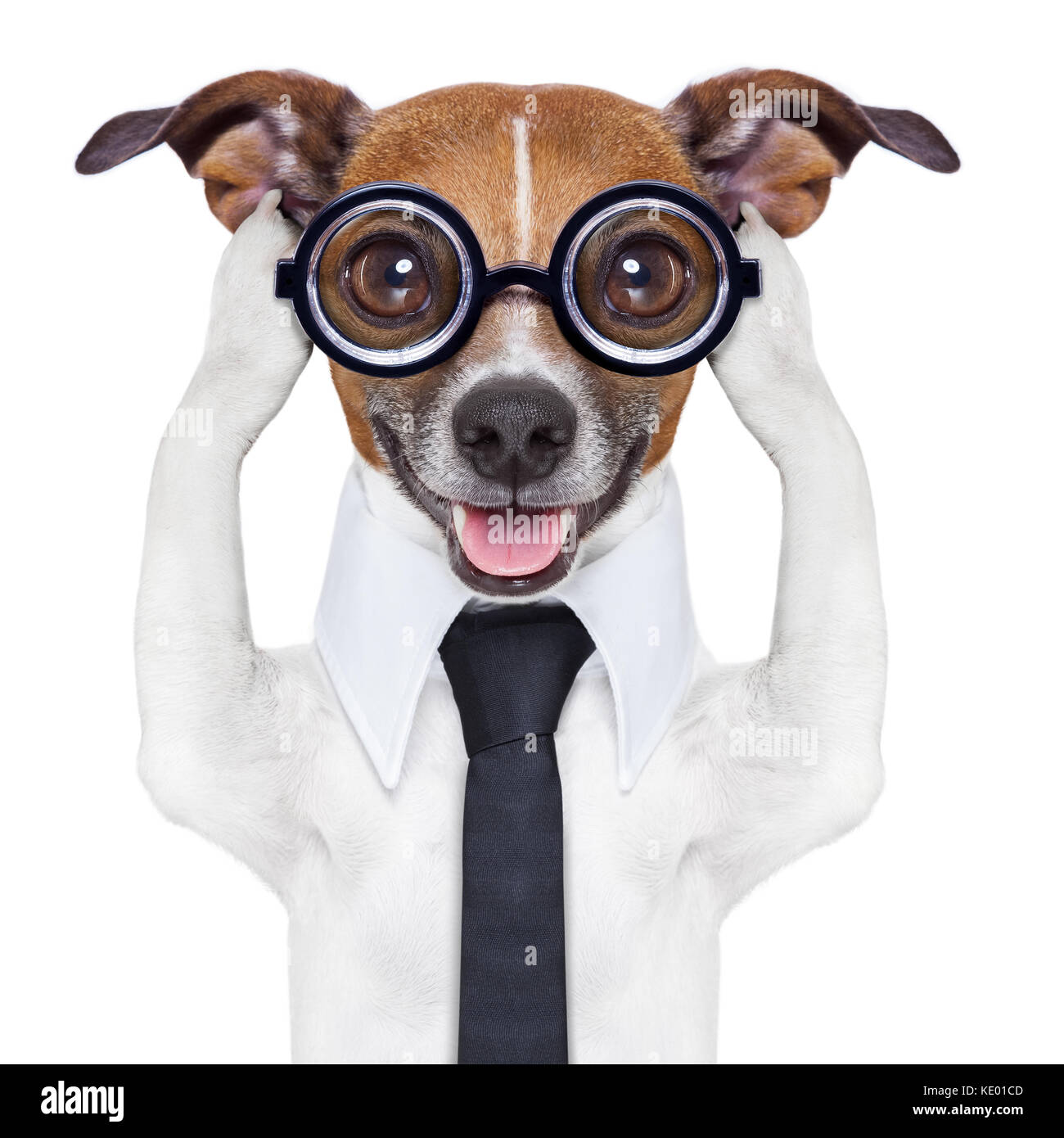 covering both ears dog with paws and a blue tie Stock Photo Alamy