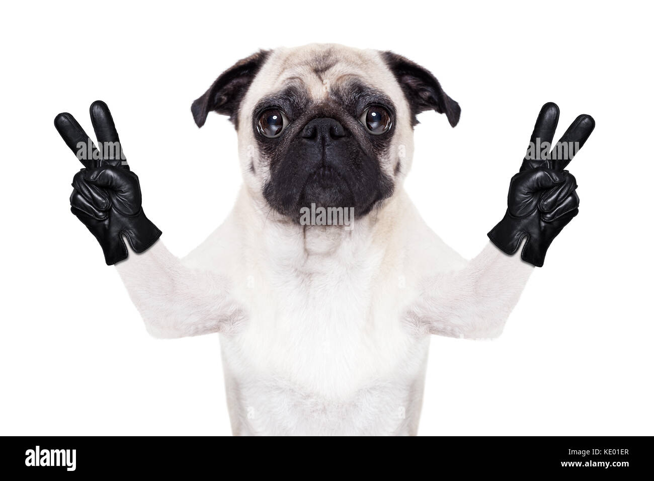 cool pug dog with victory or peace fingers wearing gloves Stock
