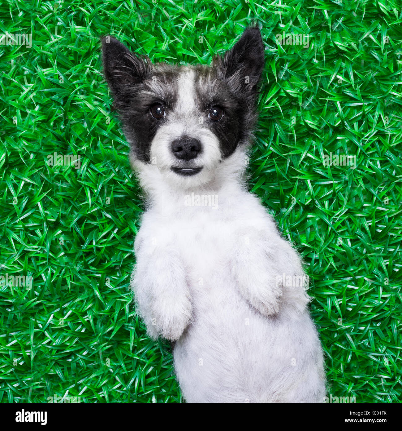 dog lying on grass at the park looking very cute and pretty Stock Photo ...