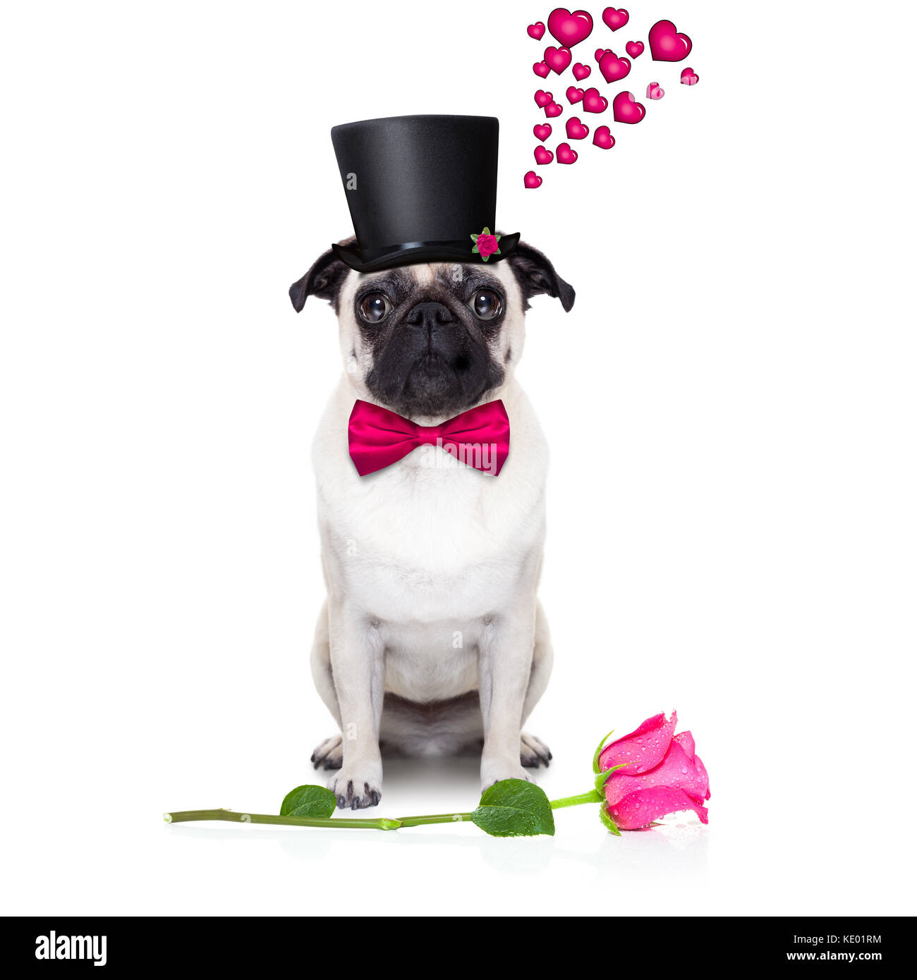 pug dog looking and staring at you , with a valentines rose on floor ...