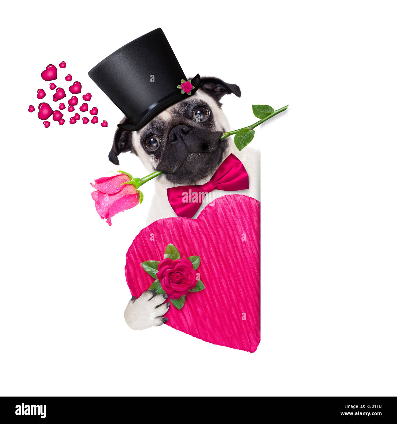 pug dog looking and staring at you , with a valentines rose in mouth ...