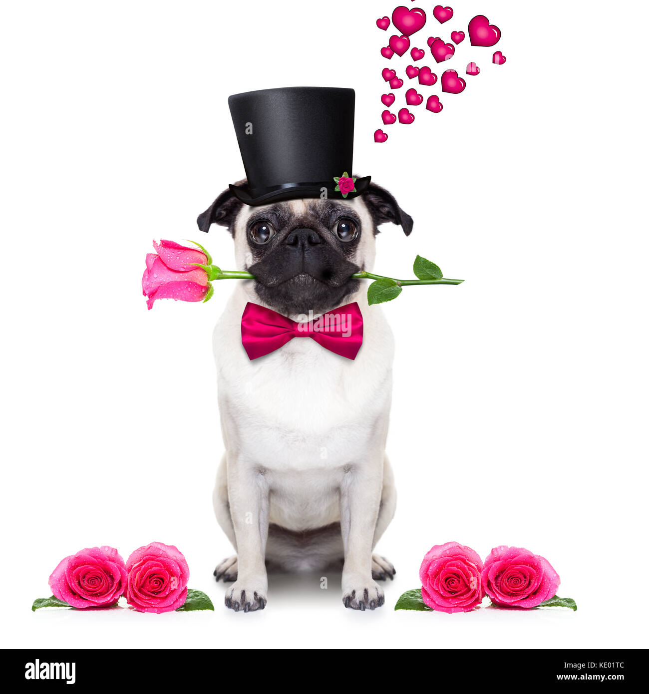 pug dog looking and staring at you , with a valentines rose in mouth ...
