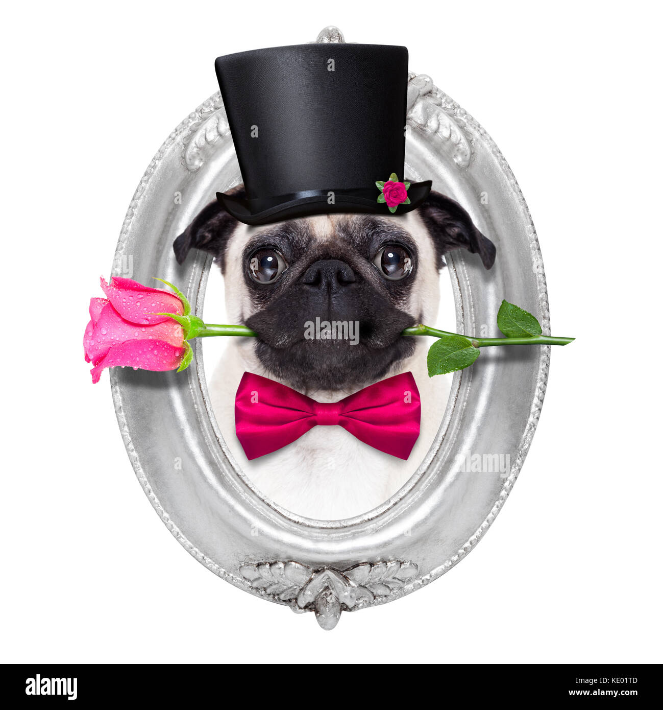 pug dog looking and staring at you , with a valentines rose in mouth ...