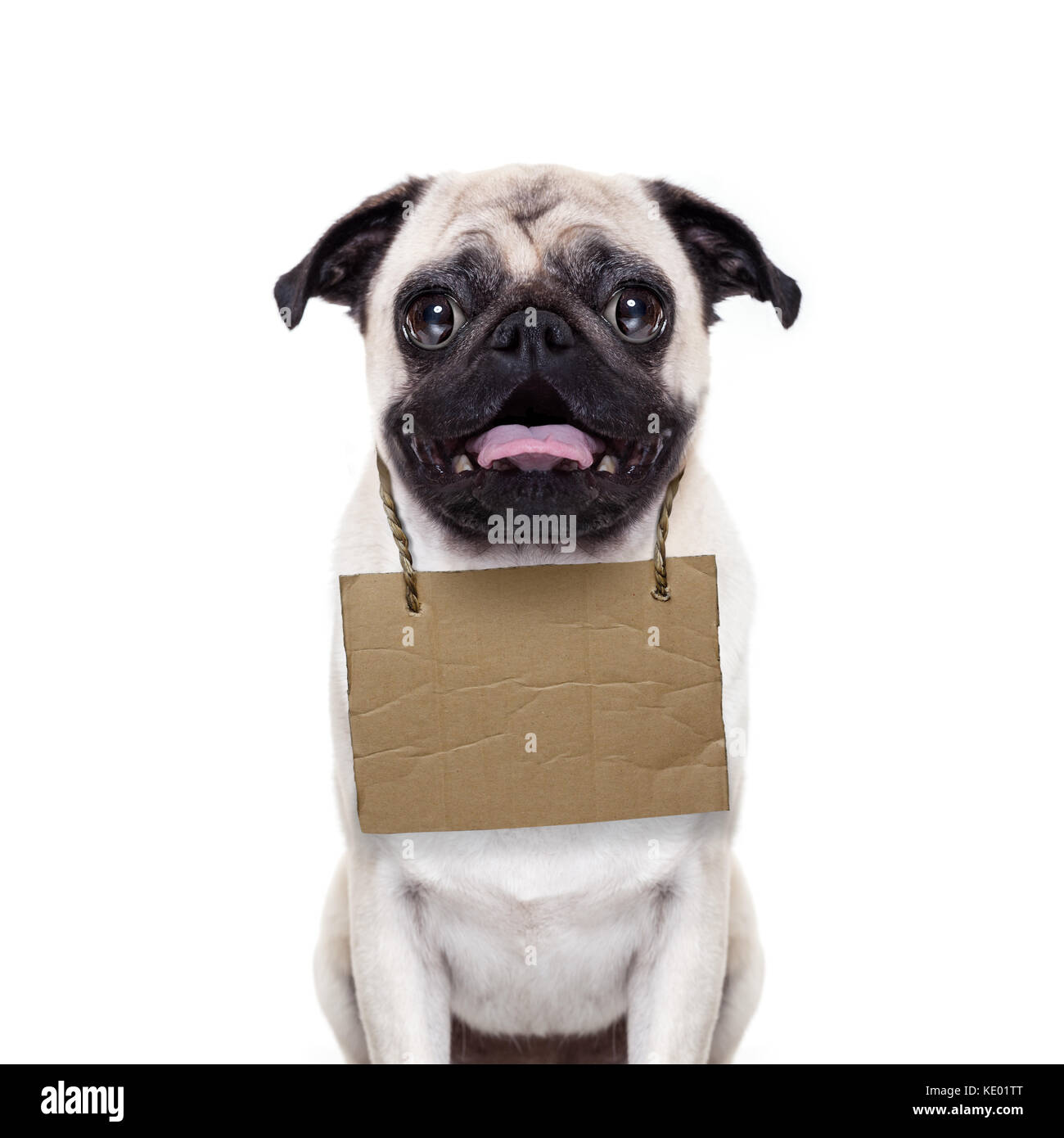lost,homeless pug dog with cardboard hanging around neck, isolated on ...
