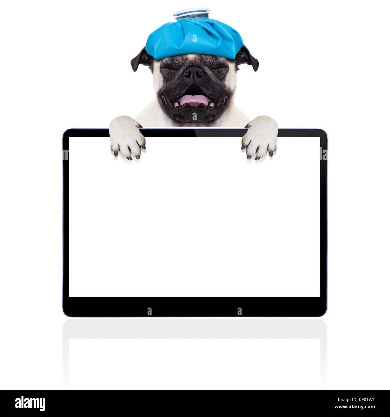 pug dog with headache and hangover with ice bag or ice pack on head, suffering and crying