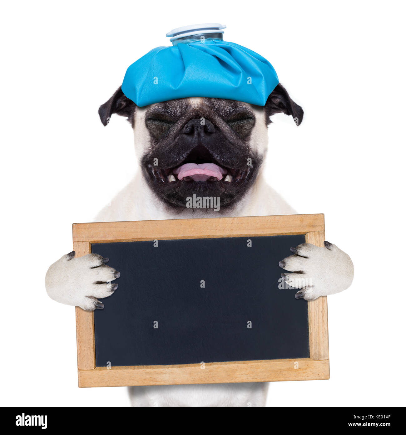 Dog Ice Pack High Resolution Stock Photography and Images Alamy