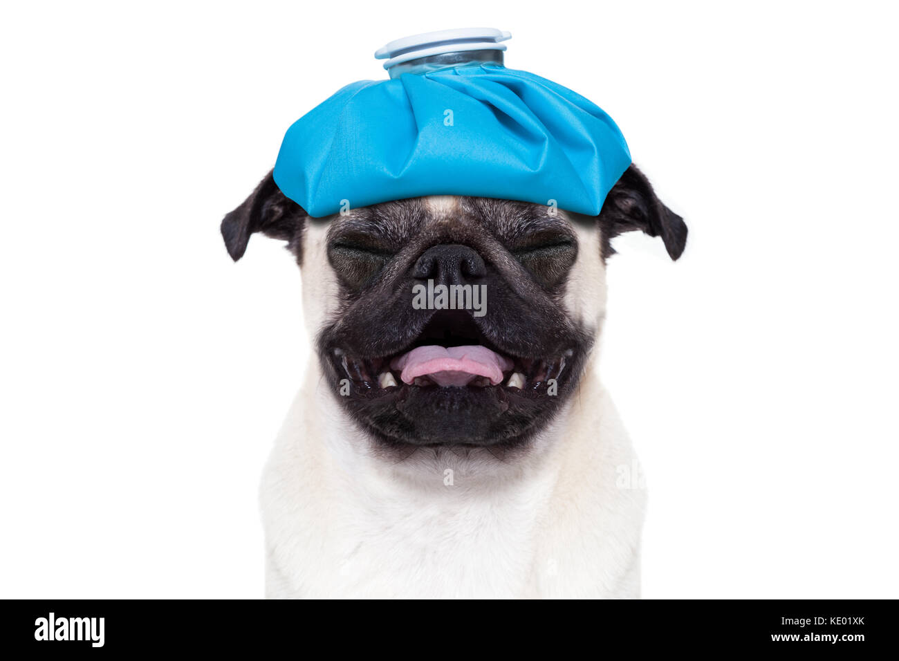 pug  dog  with  headache and hangover with ice bag or ice pack on head,  suffering and crying ,  isolated on white background, Stock Photo