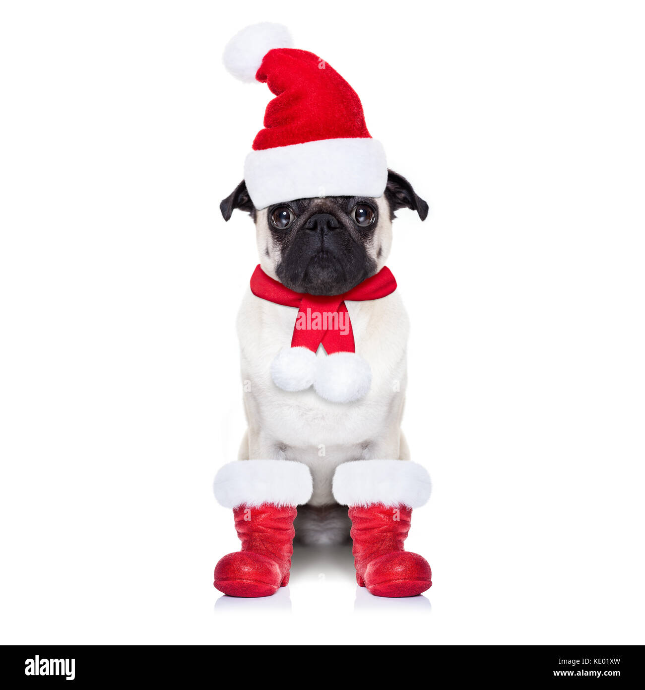 pugs boots