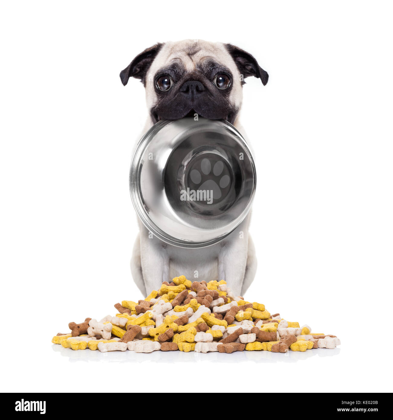 hungry pug dog holding bowl with mouth behind food mound , isolated on  white background Stock Photo - Alamy