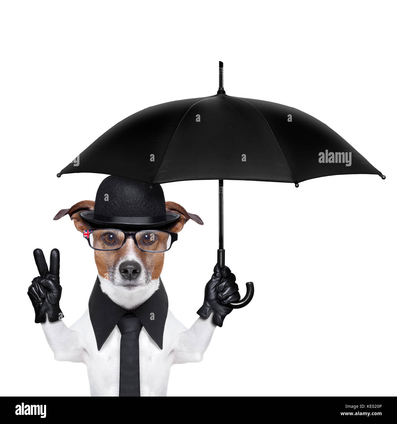 british dog with black bowler hat and black suit holding am umbrella Stock  Photo - Alamy