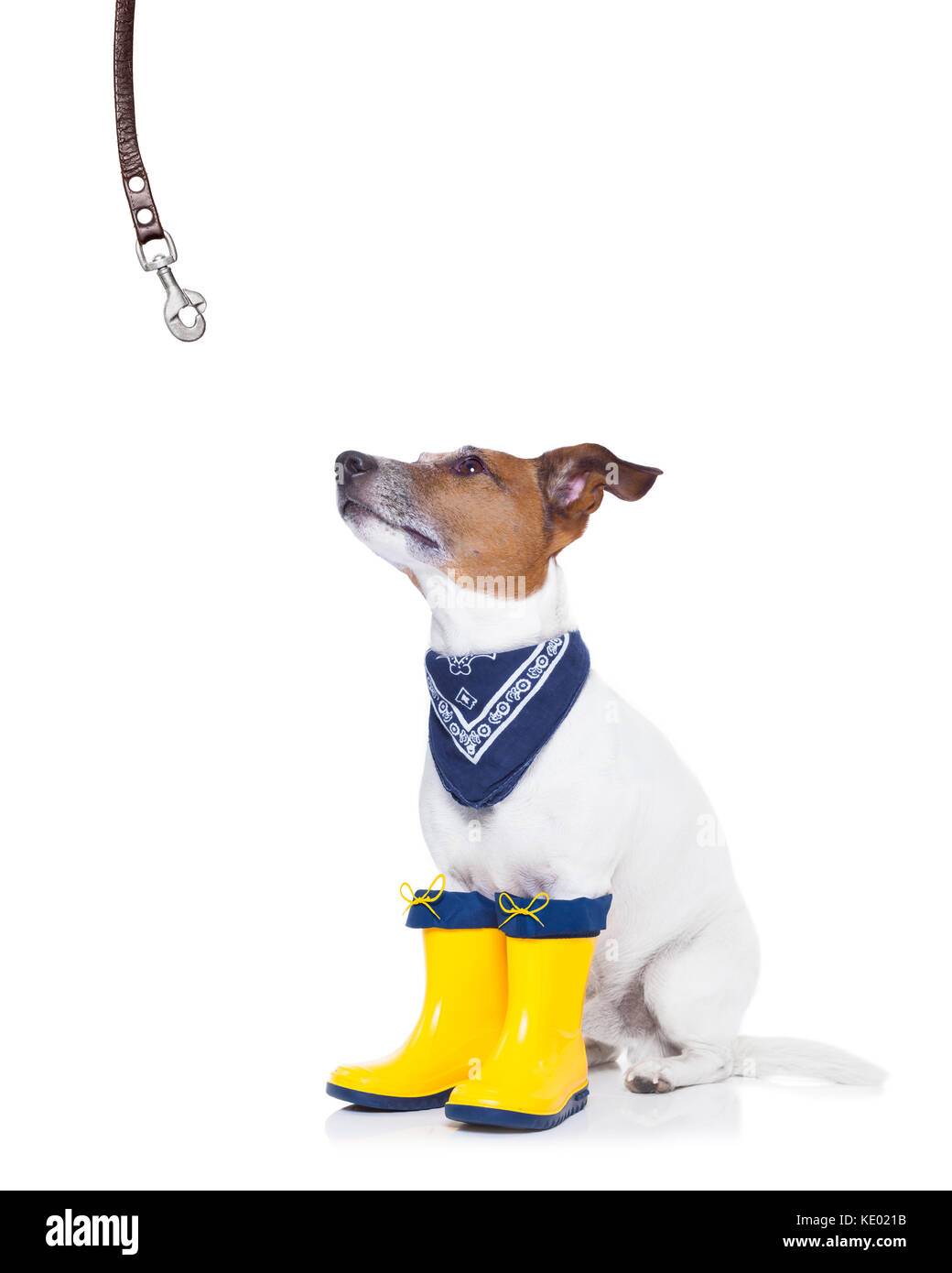 Animal wearing wellington boots hi-res stock photography and images - Alamy