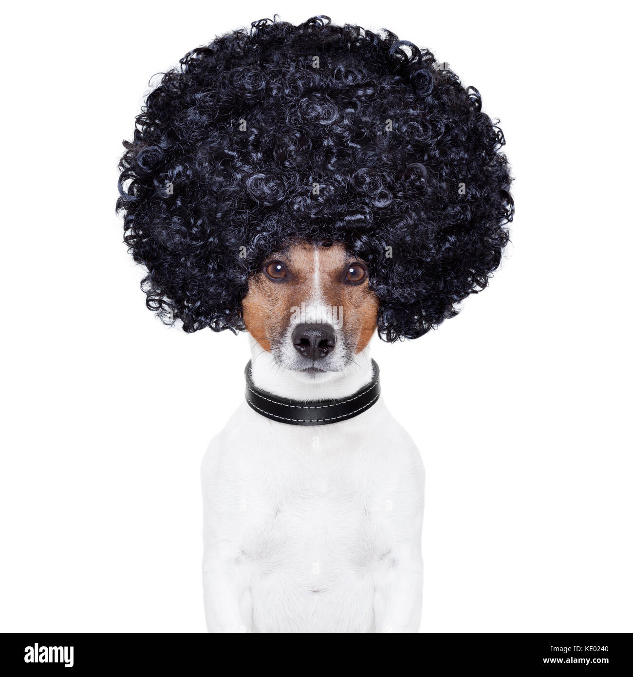 page 5 stupid dog high resolution stock photography and images alamy