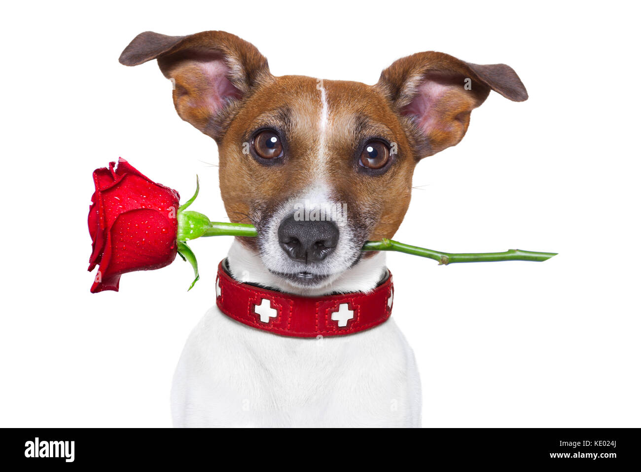 valentines dog with a red rose in mouth , isolated on white background ...