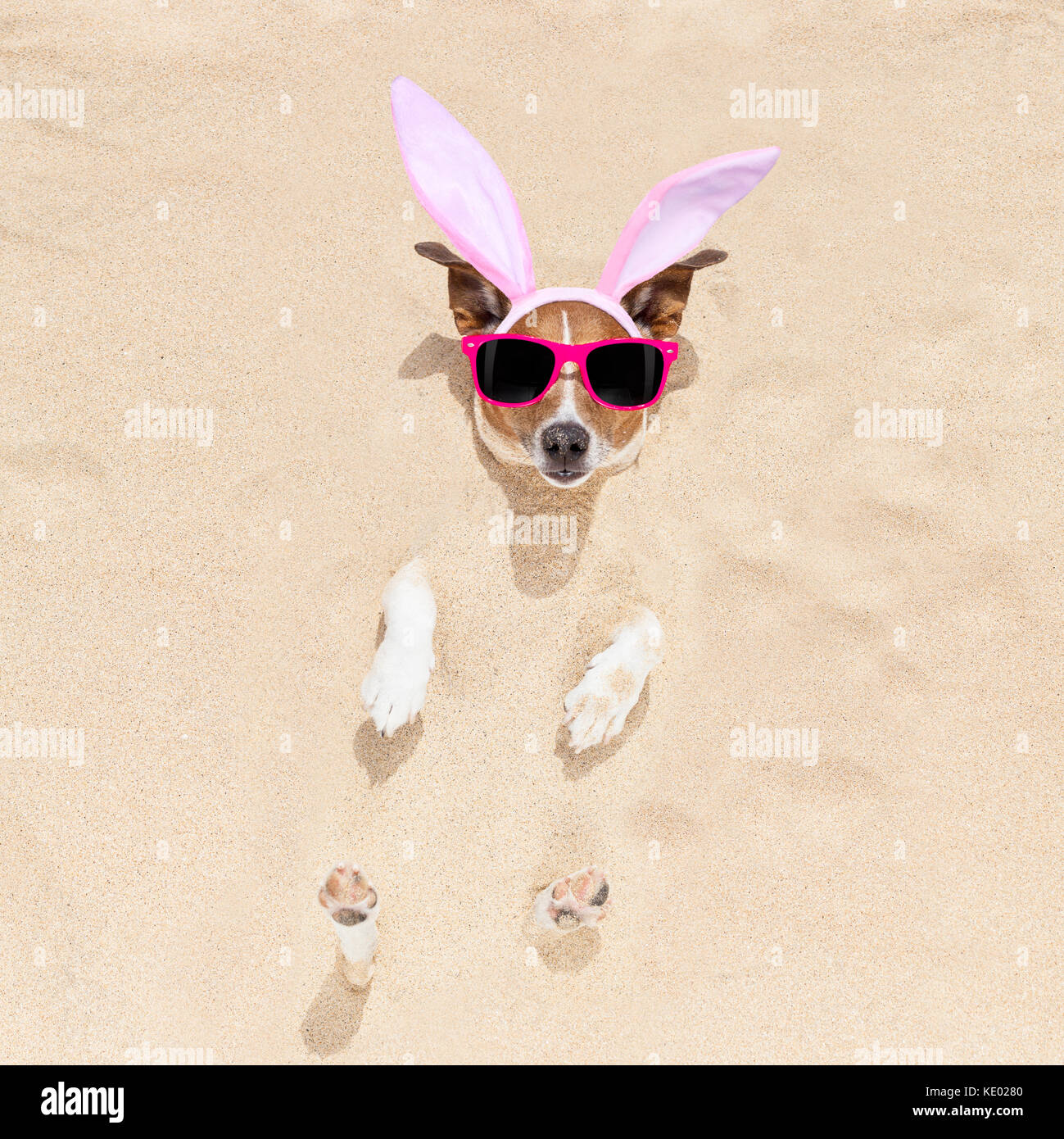 easter bunny ears jack russell dog , at the beach buried in sand , on