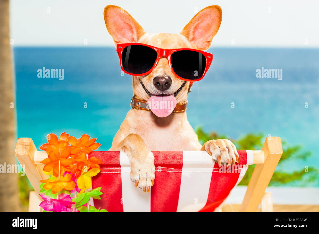 chihuahua dog at the beach having a a relaxing time on a hammock while